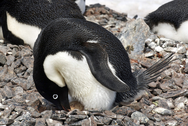 Adelie penguin with egg.