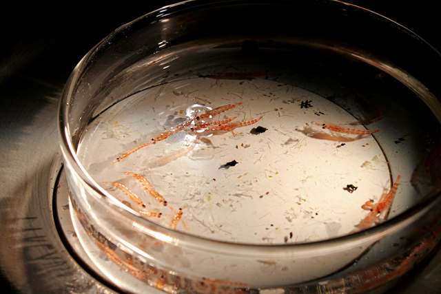 Shrimplike animal in a bowl.