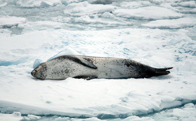 Leopard seal lounges on snow.