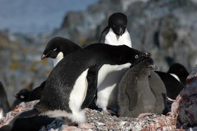 Adelie penguin with chich on Torgersen Island.