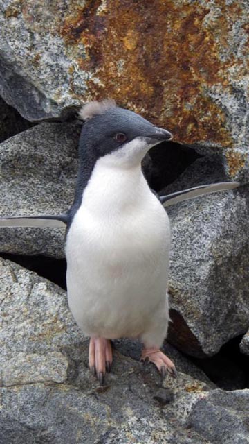 Small penguin stands on rock.