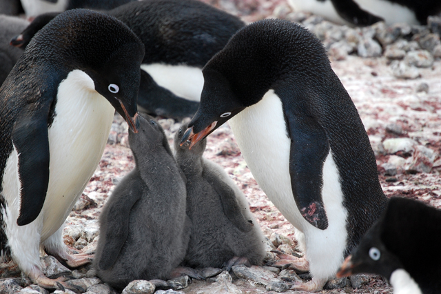 Penguins with their chicks.