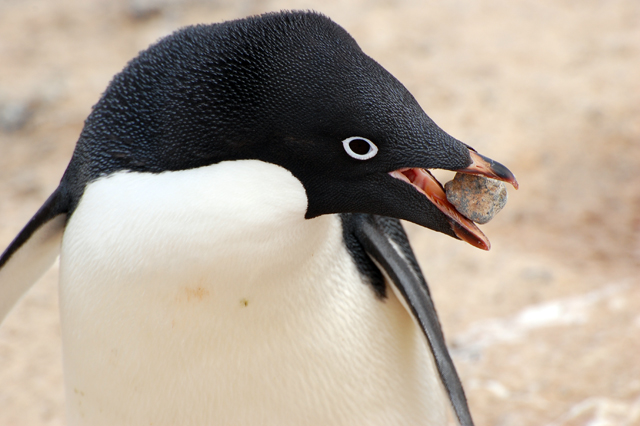 Penguin with stone in mouth.