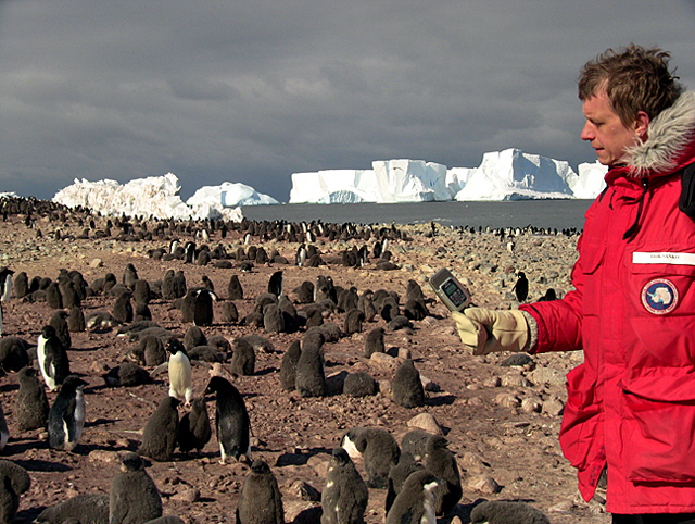 Man with recorder and penguins.