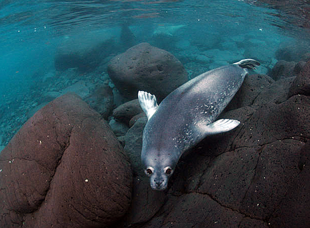 Weddell Seal Diving