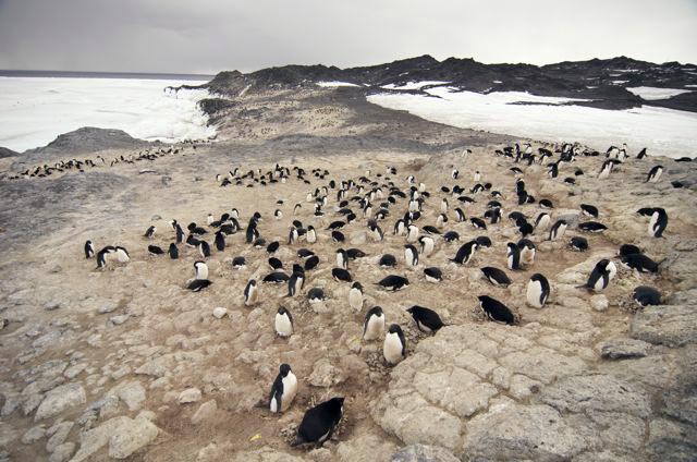Penguins on a peninusla.