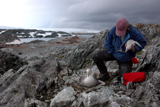 Donna Patterson-Fraser handles a giant petrel chick.