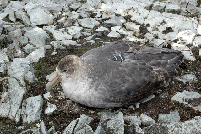 A transmitter on the back of a giant petrel.