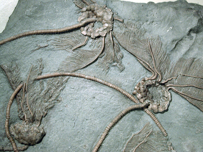 Fossils of Sea Lillies
