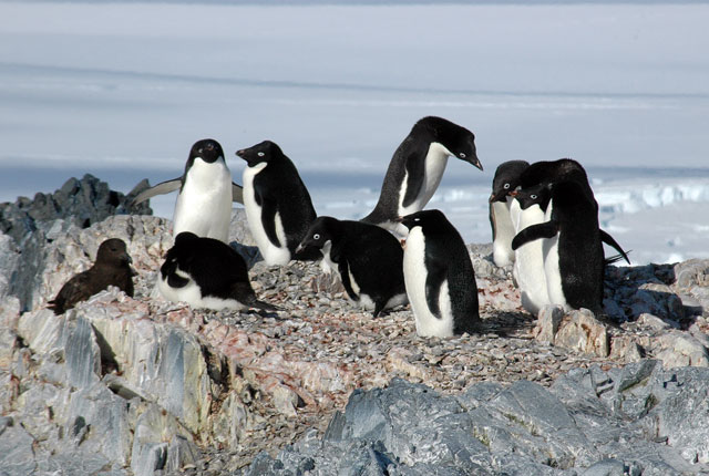 penguins in a group.