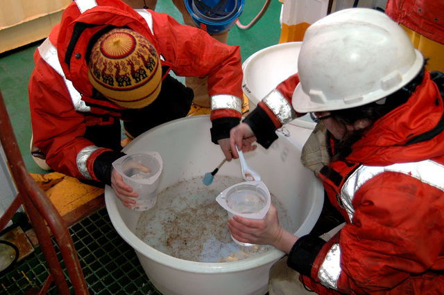 Scientists scoop specimens out of a bucket of water.