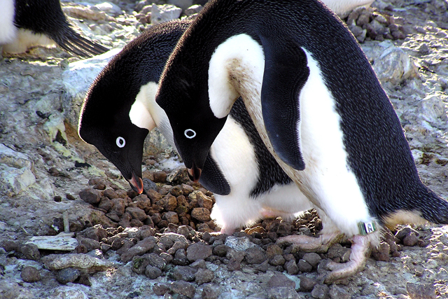 Two penguins on a rock nest.
