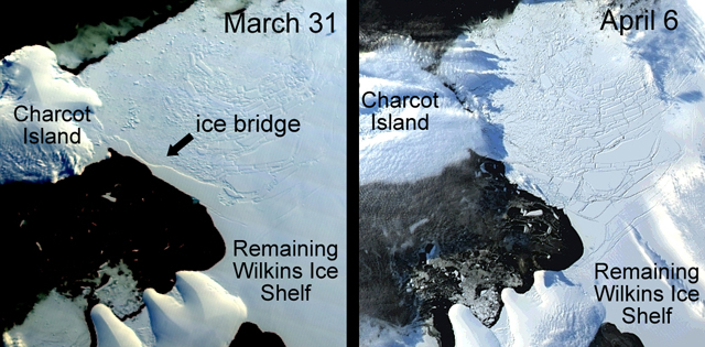 Wilkins Ice Shelf before and after ice bridge collapse.
