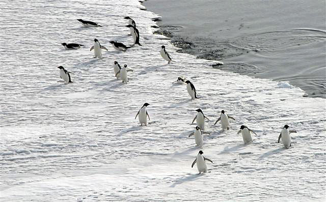 Penguins exit water onto ice.