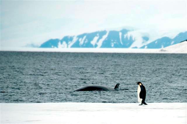 Whale swims by penguin standing on ice.