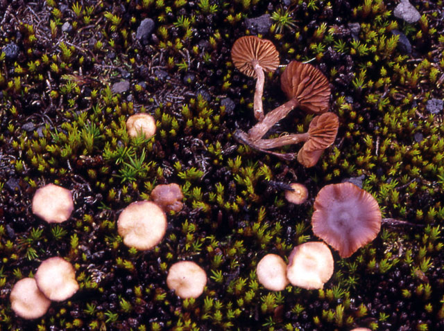 galerina mushroom