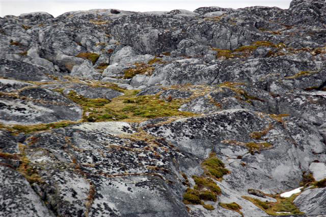 Lichen covers rocks.