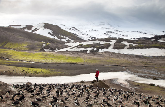 Person stands among group of penguins.