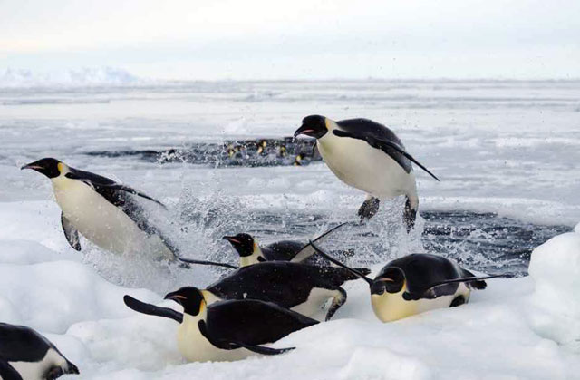 Penguins leave the water in a hurry.