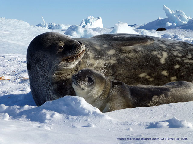 Weddell seal adult and pup lounge on ice.