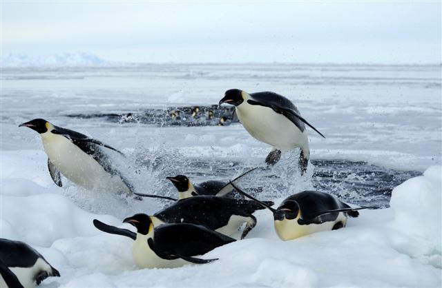 Penguins jump out of the water.