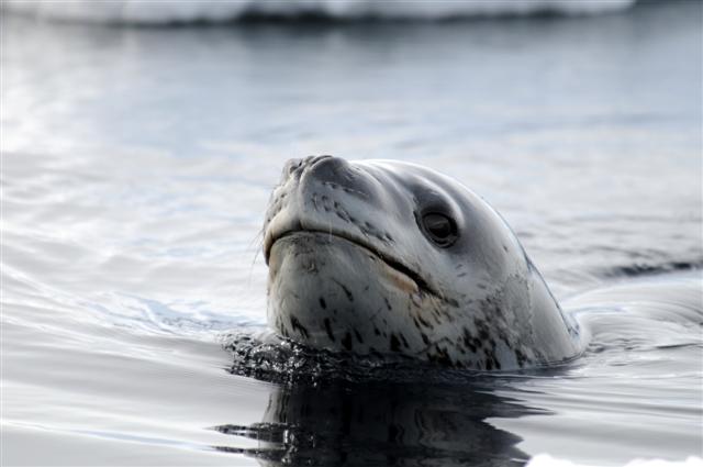 Leopard seal head pokes out of the water.