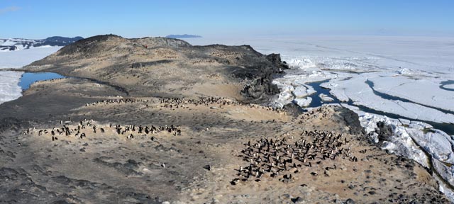 Penguin colony.