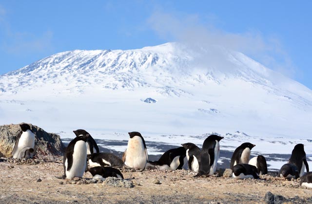 Penguin and their nests with mountain in background.