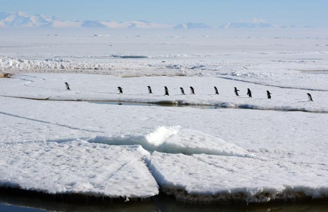 Penguins walk across ice floes.
