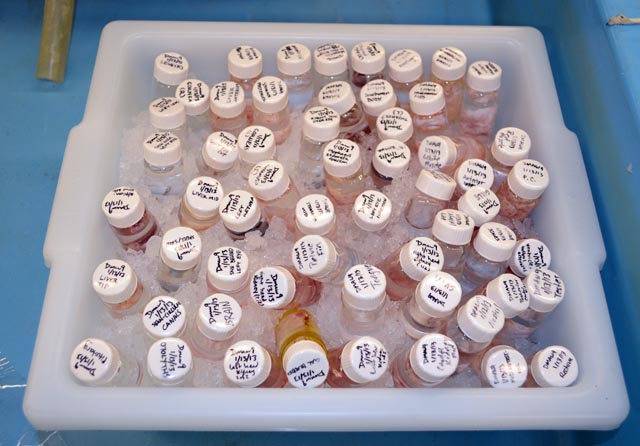 Vials sit in a tray of ice.