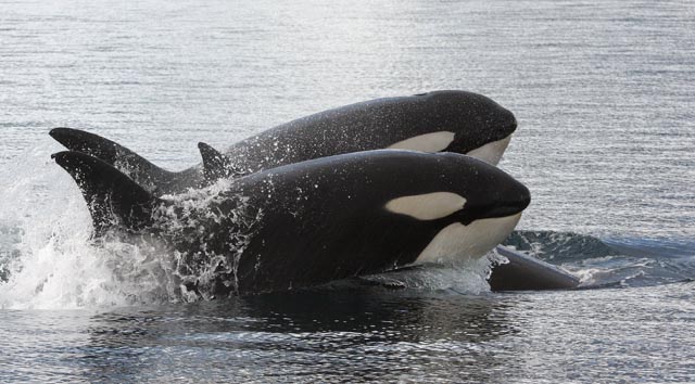 Two killer whales attack a minke whale.