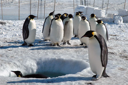 Penguins gather around a hole.