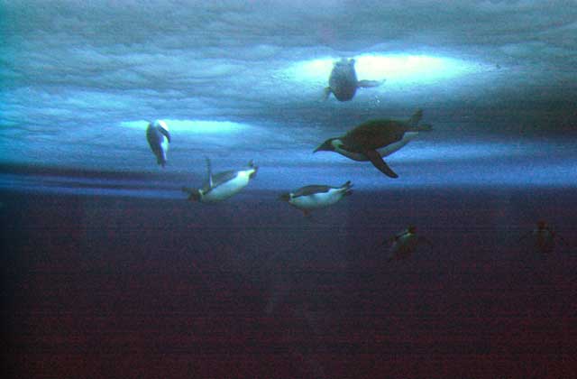 Penguins swim under water.