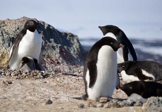 Penguins stand on rocky ground.