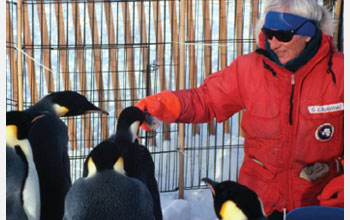 Scientist Jerry Kooyman with Emperor Penguins