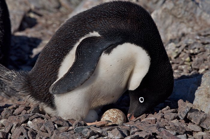 Adelie penguin incubates an egg on Petermann Island.