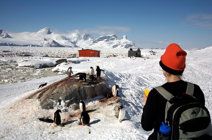 Heather Lynch monitors gentoo penguins on Petermann Island.