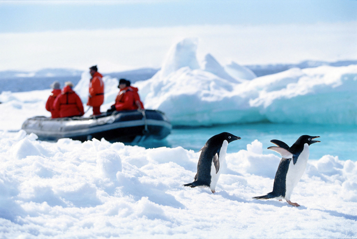 Researchers arrive at an island to study Adelie penguins.