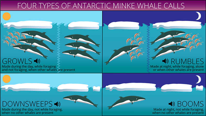 Four types of Antarctic minke whale calls