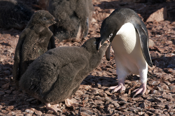 Adelie penguin feeds chick.