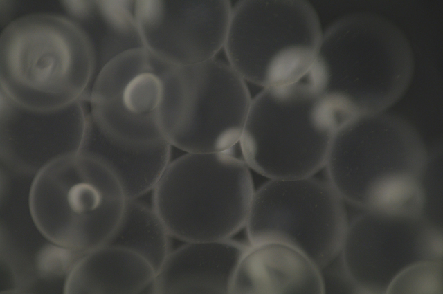 Fish eggs under a microscope.