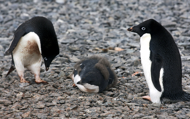 Adelie Penguins with Chick