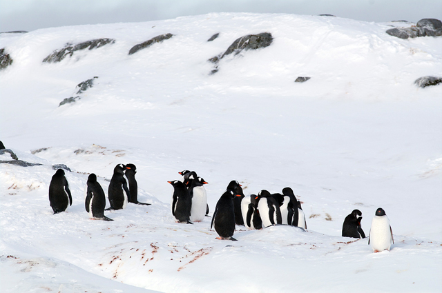 Penguins standing on snow.