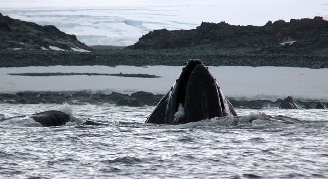 Humpback whale feeds near Palmer Station.