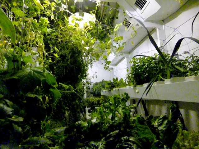 A jungle of green in the growth chamber.