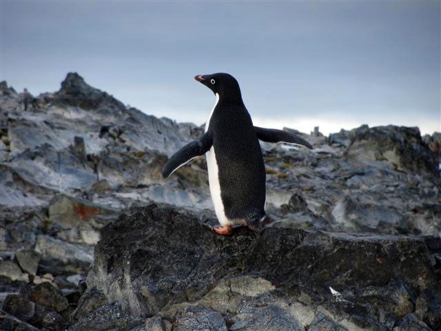 A penguin stands on a rock.