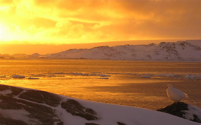 The Waves of Earrach (Imuchakk Micro-Event/Social/Preperation) Palmer-antarctica-sheathbill-sunset