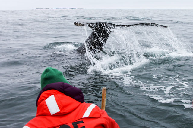 Whale tail breaks the water surface.
