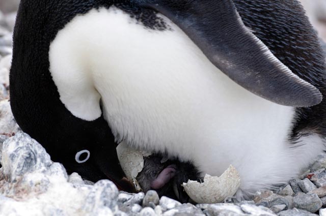 Penguin with newly hatched chick.