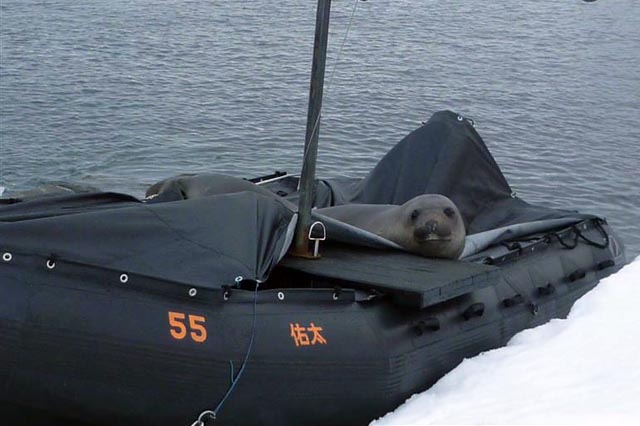 Seal sits in a boat.